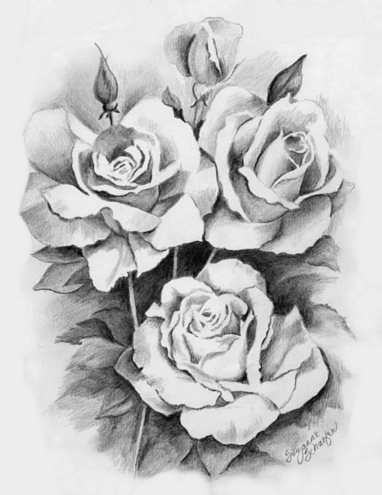 rose drawing in pencil - pixbim.com