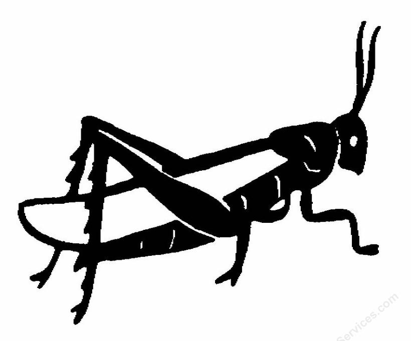 grasshopper line drawing