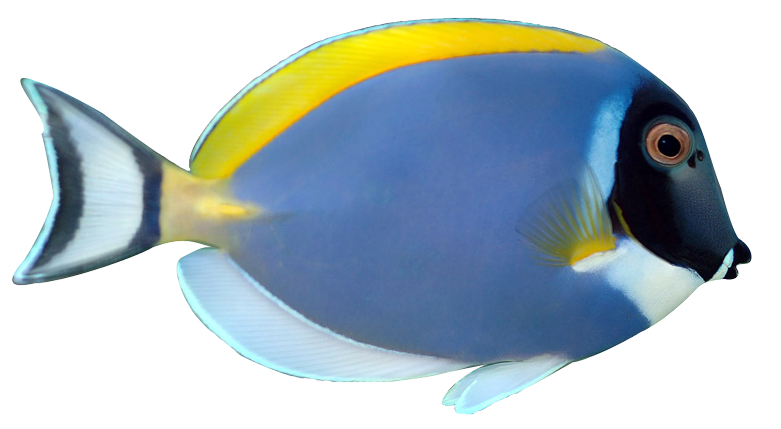 clipart blue fish - photo #44