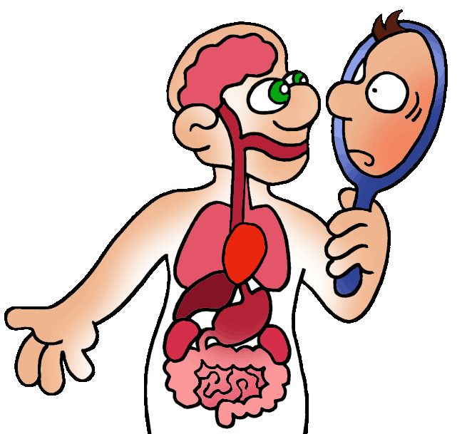 Digestive System For Kids - ClipArt Best