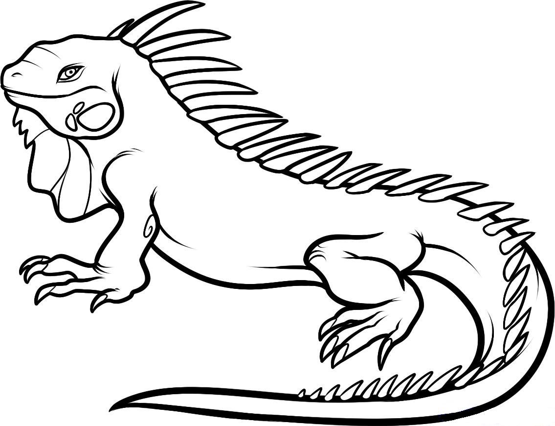 Images For > Iguana Cartoon Images