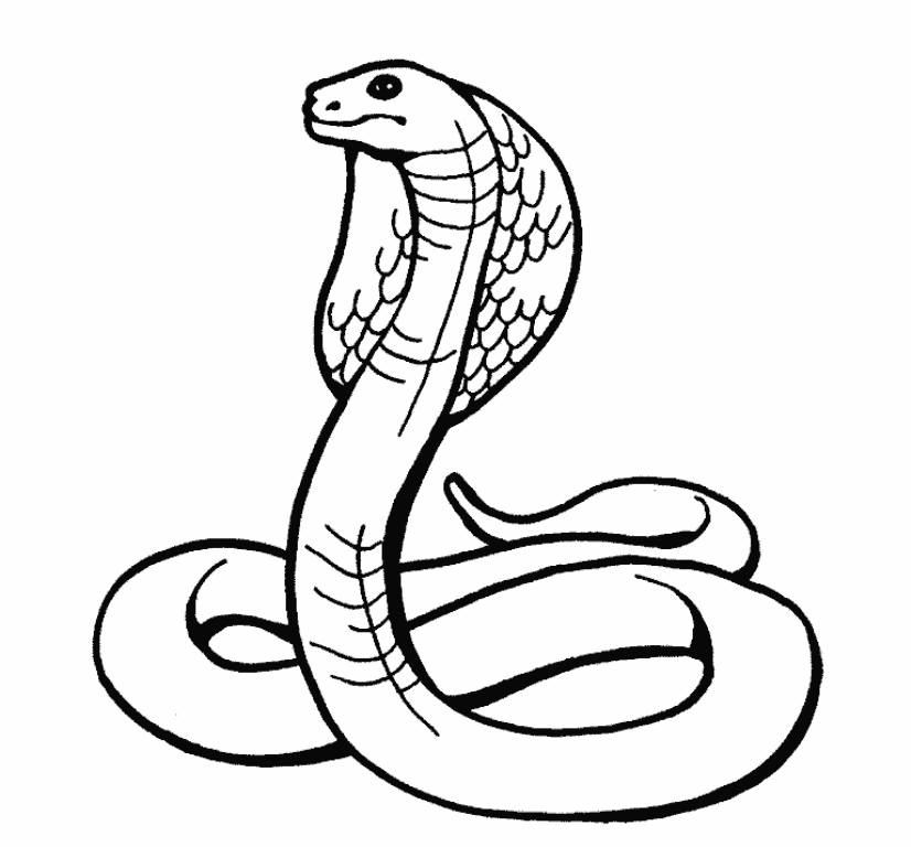 Snake Drawing - Gallery