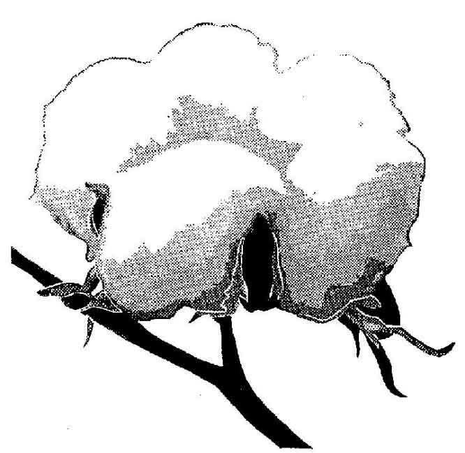 Cotton Plant Drawing - Cliparts.co