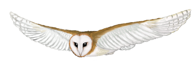 owl flying clipart - photo #23