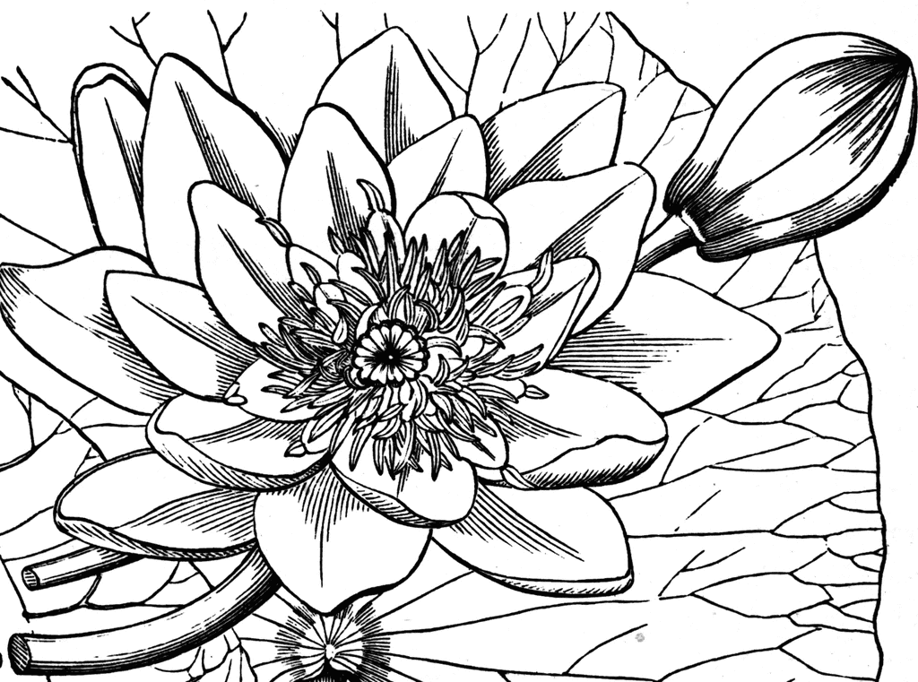 Water-lily | ClipArt ETC