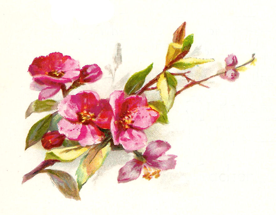 Antique Images: Free Flower Graphic: Vintage Illustration of 5 ...