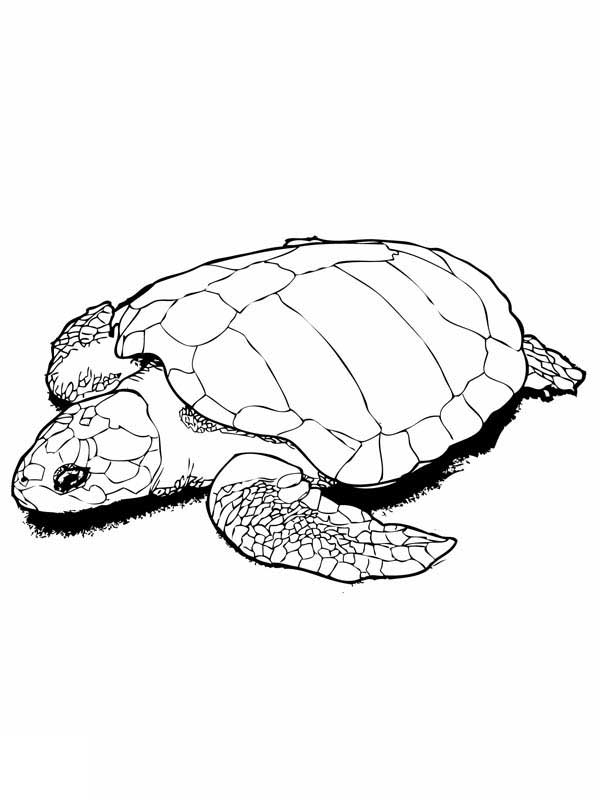 Sea Turtle in Nesting Kemp Coloring Page - Free & Printable ...
