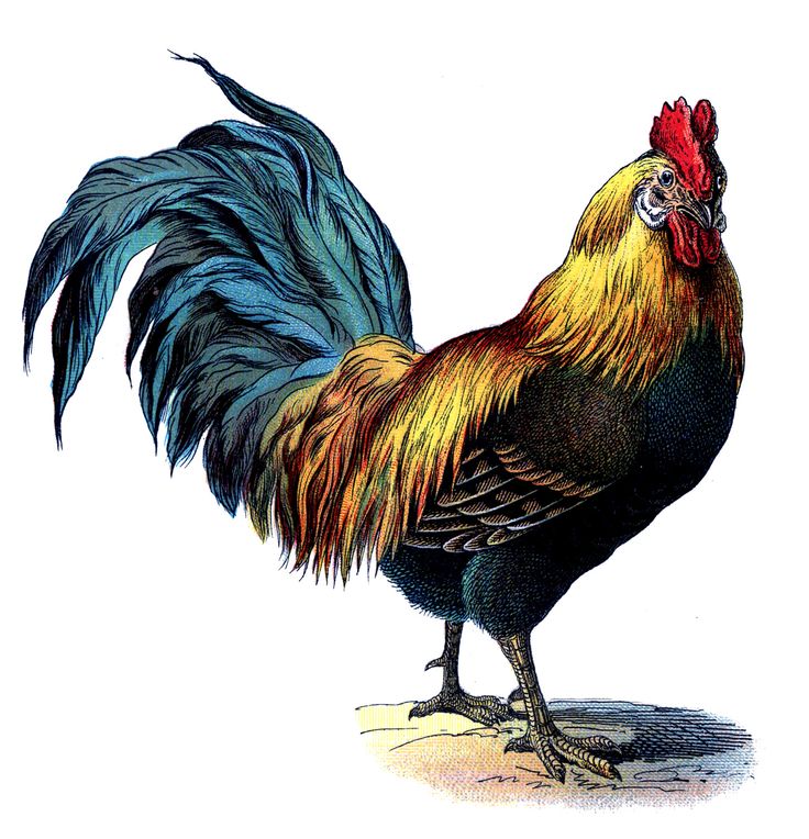 Vintage Graphic - Gorgeous Colorful Rooster