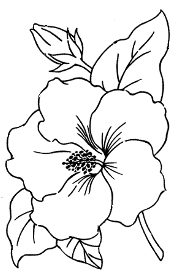 Hibiscus Flower Drawings - Cliparts.co