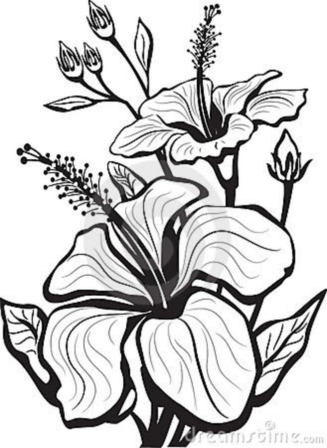 hibiscus flower drawing - Google Search | tutorials | Pinterest