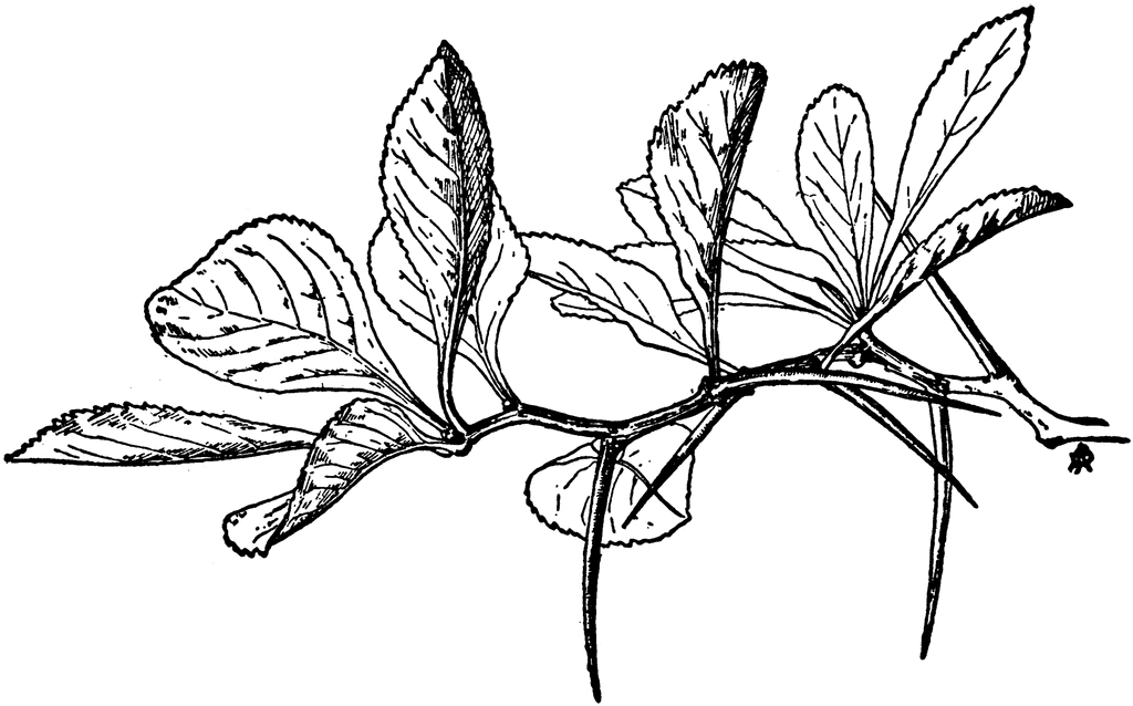 Thorn-Tree Twig | ClipArt ETC