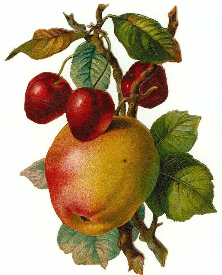 free vintage fruit clip art - photo #2