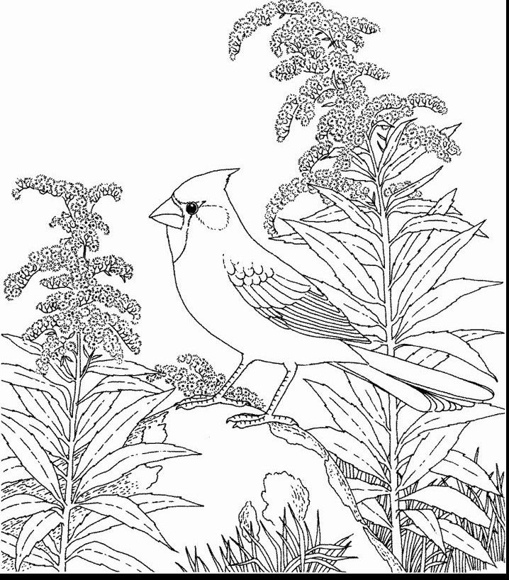 State Bird Coloring Pages - AZ Coloring Pages
