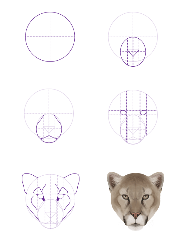 How to Draw Animals: Big Cats, Their Anatomy and Patterns - Part 2 ...