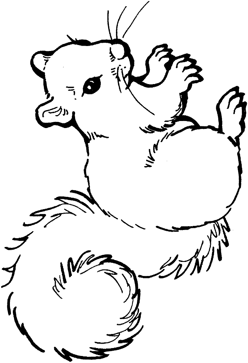 Trends For > Squirrel With Acorn Coloring Page