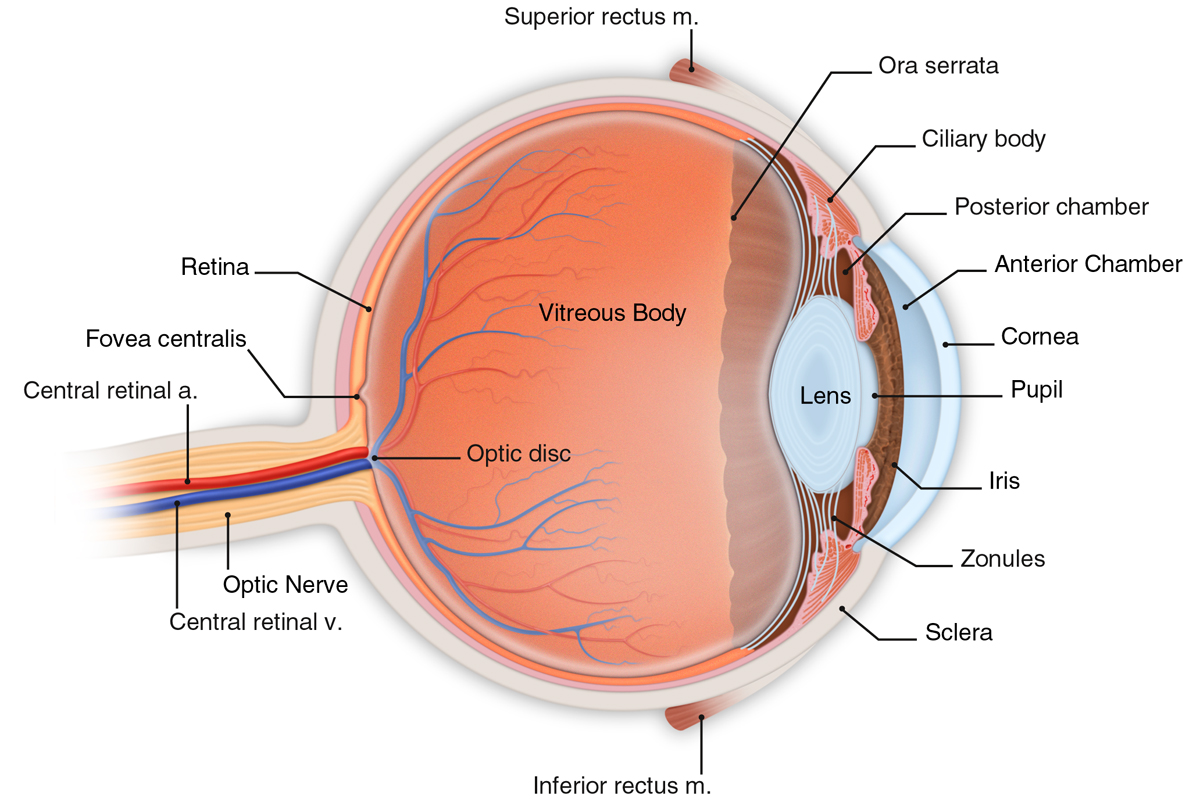 Scott & Christie and Associates Eye Diagram