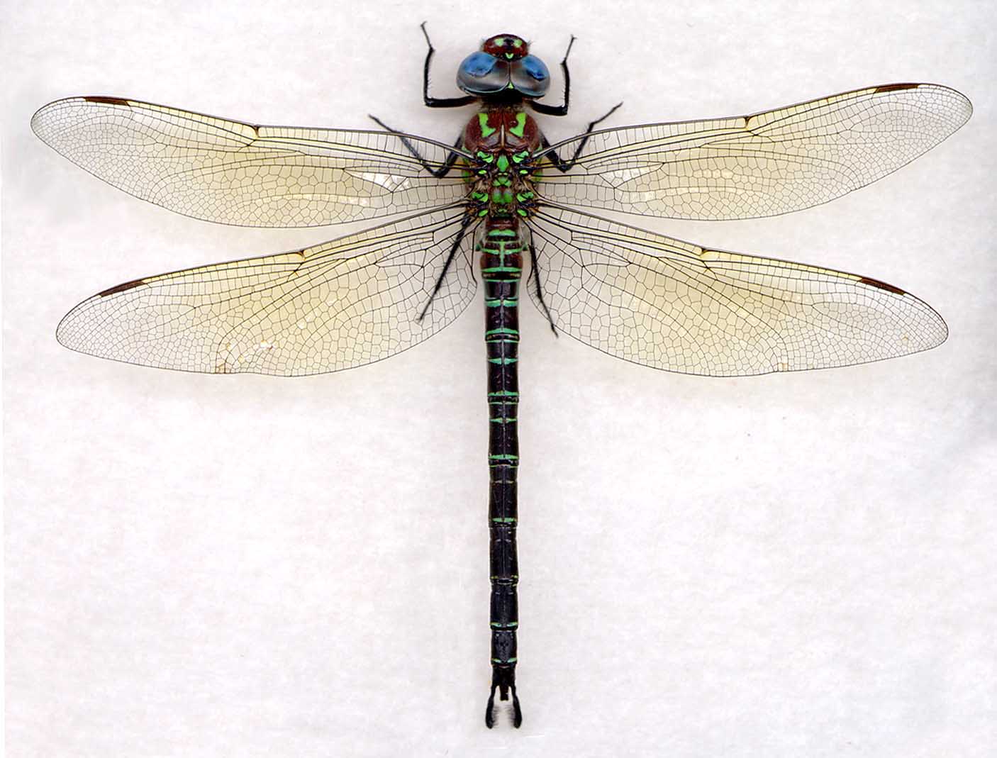 Migratory Dragonfly Species – Common Species | The Dragonfly Woman