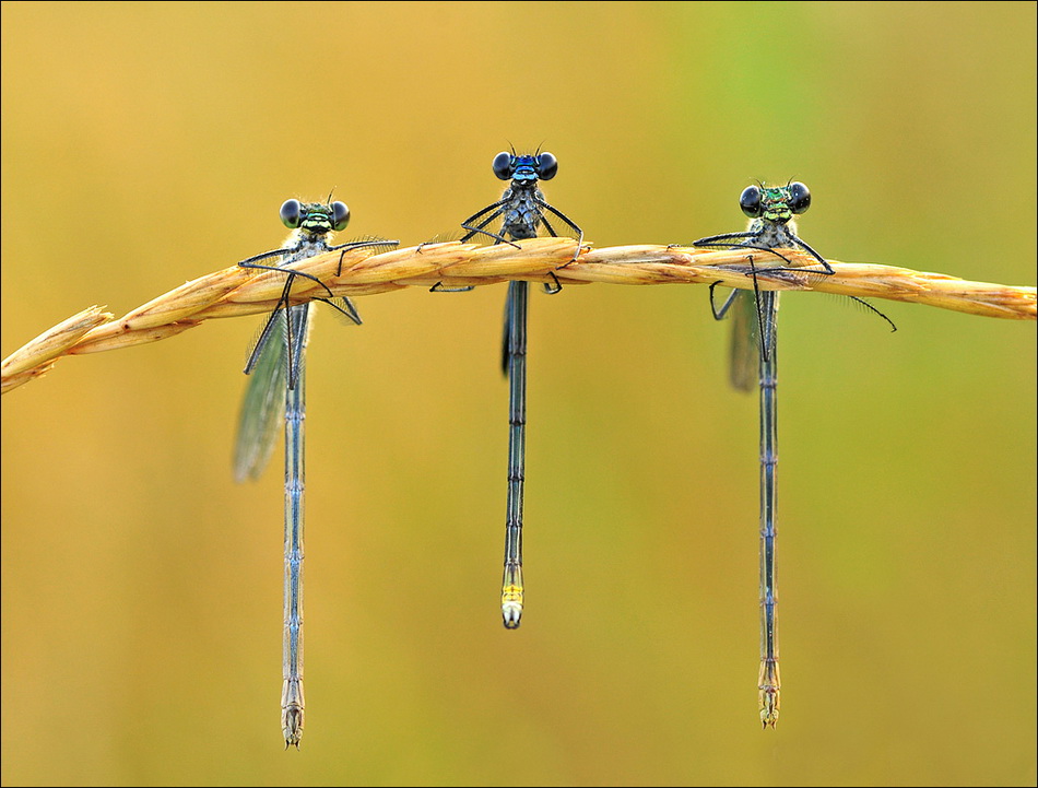Dragonfly |