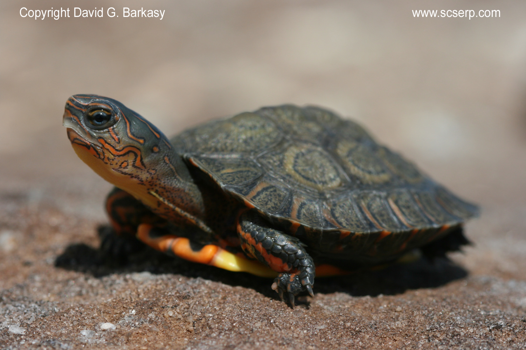 Turtle Photo Gallery