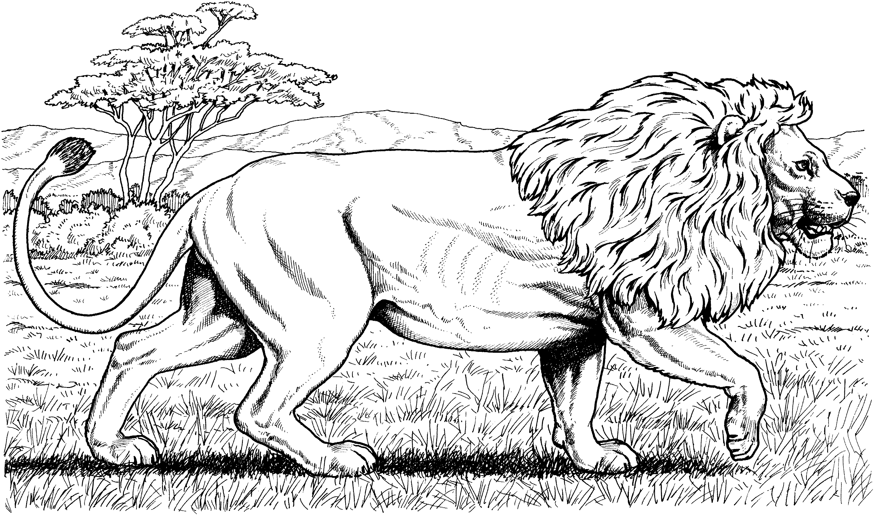 lion coloring pages for adults | Free Lion Coloring Pages | fun ...