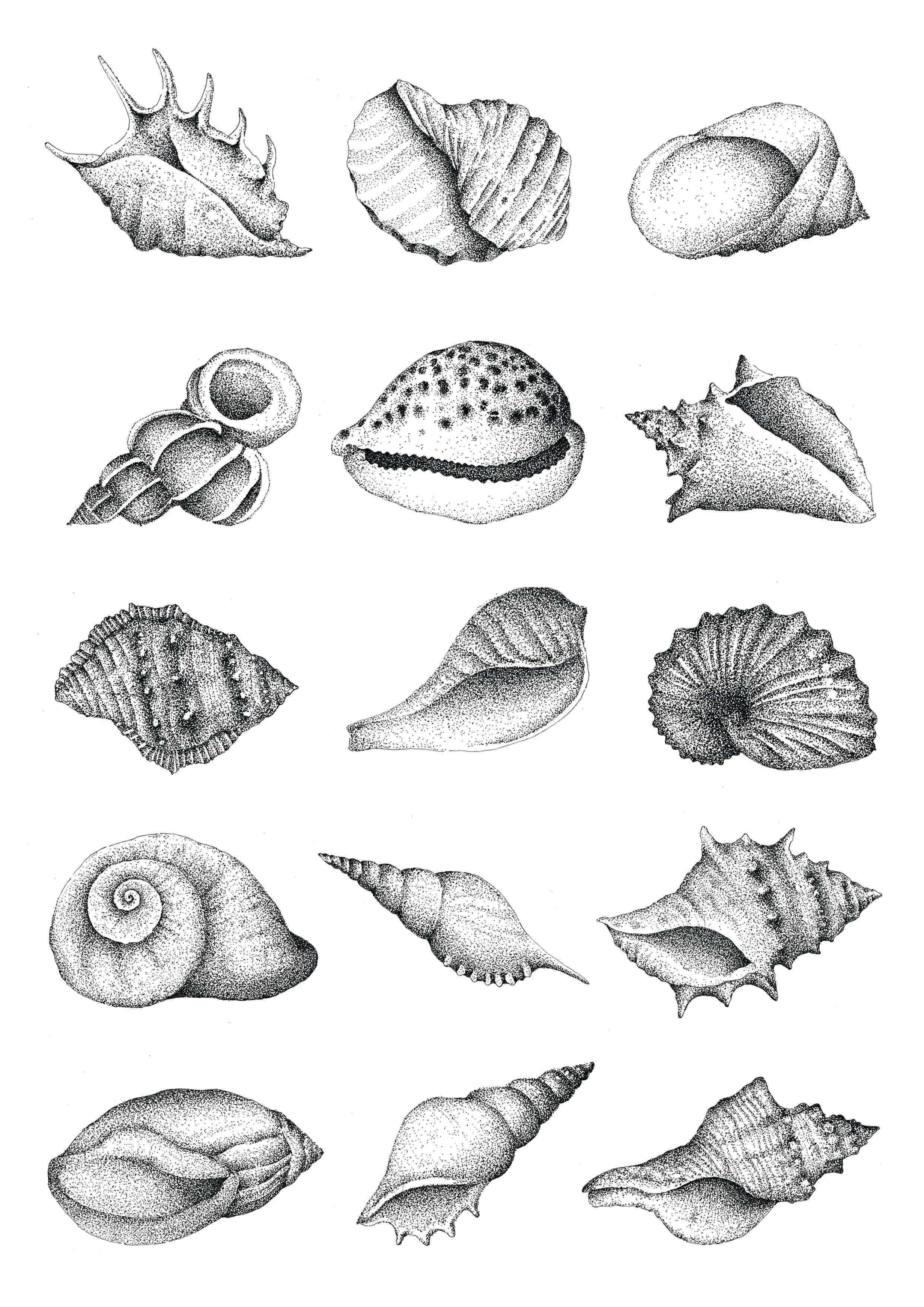 Seashells Line Drawing Coquillage Dessin Illustration Coquillages My