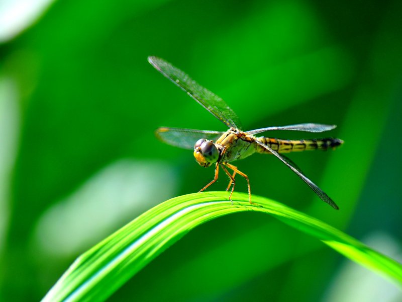 14 Fun Facts About Dragonflies | Science | Smithsonian