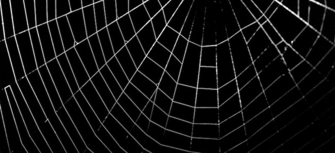 Web absorbs impacts: spiders - AskNature