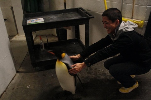 What Is It Like to Hug a Penguin? | Quora