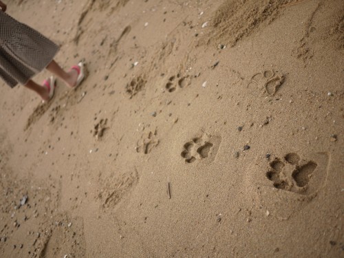 Ashiato – Flip-flops for children that leave cat footprints ...