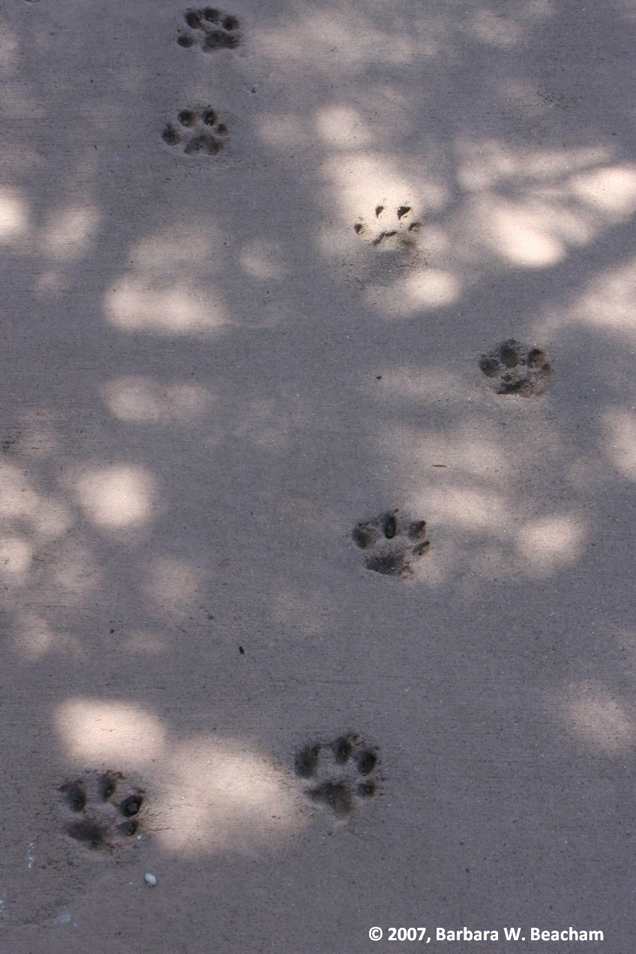 Cat footprints | Life in the Foothills