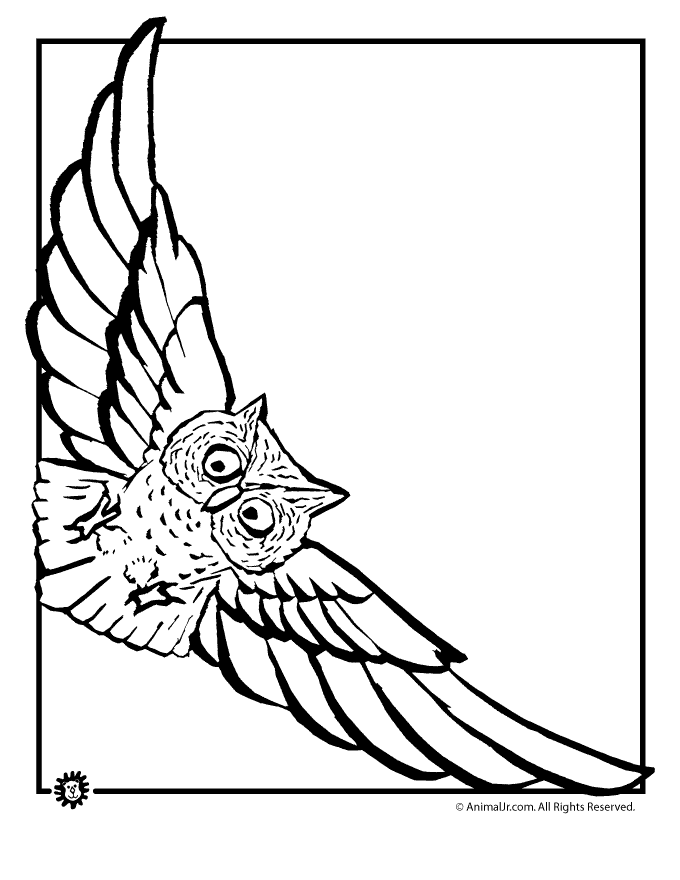 Flying Owl Line Drawing