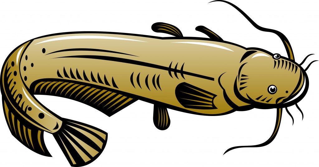 Catfish | National Aquaculture Association