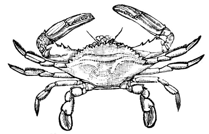 Blue Crab Clip Art - Cliparts.co