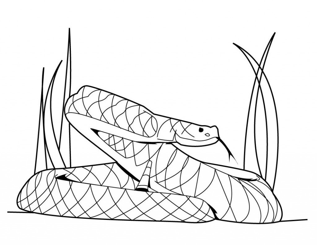 viper snake coloring pages : Printable Coloring Sheet ~ Anbu ...