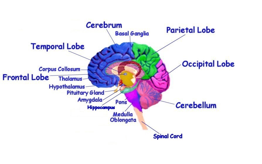 Unlabeled Brain Diagram - Cliparts.co