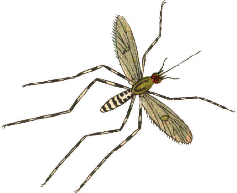 clipart mosquito net - photo #48