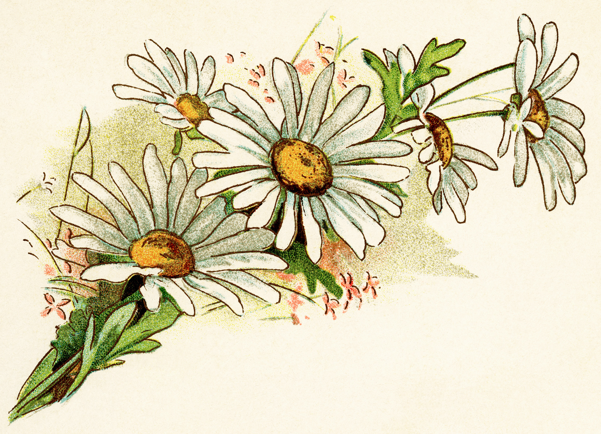free-daisy-images-cliparts-co