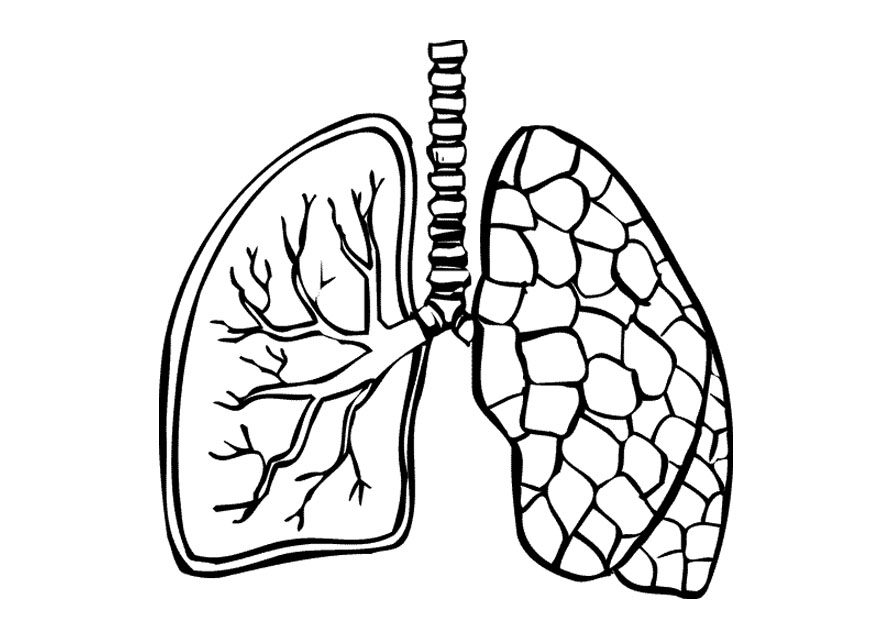 Lungs Clipart Black And White | knowyourliver.