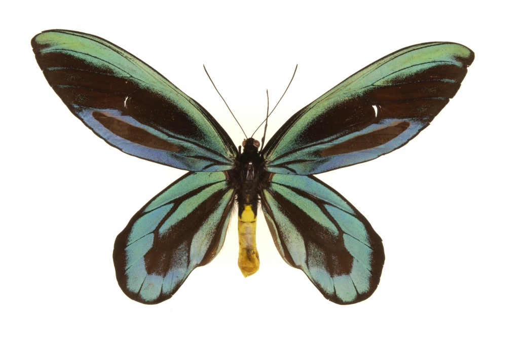 Fauna of New Guinea - Wikipedia, the free encyclopedia