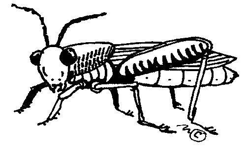 grasshopper - Clip Art Gallery