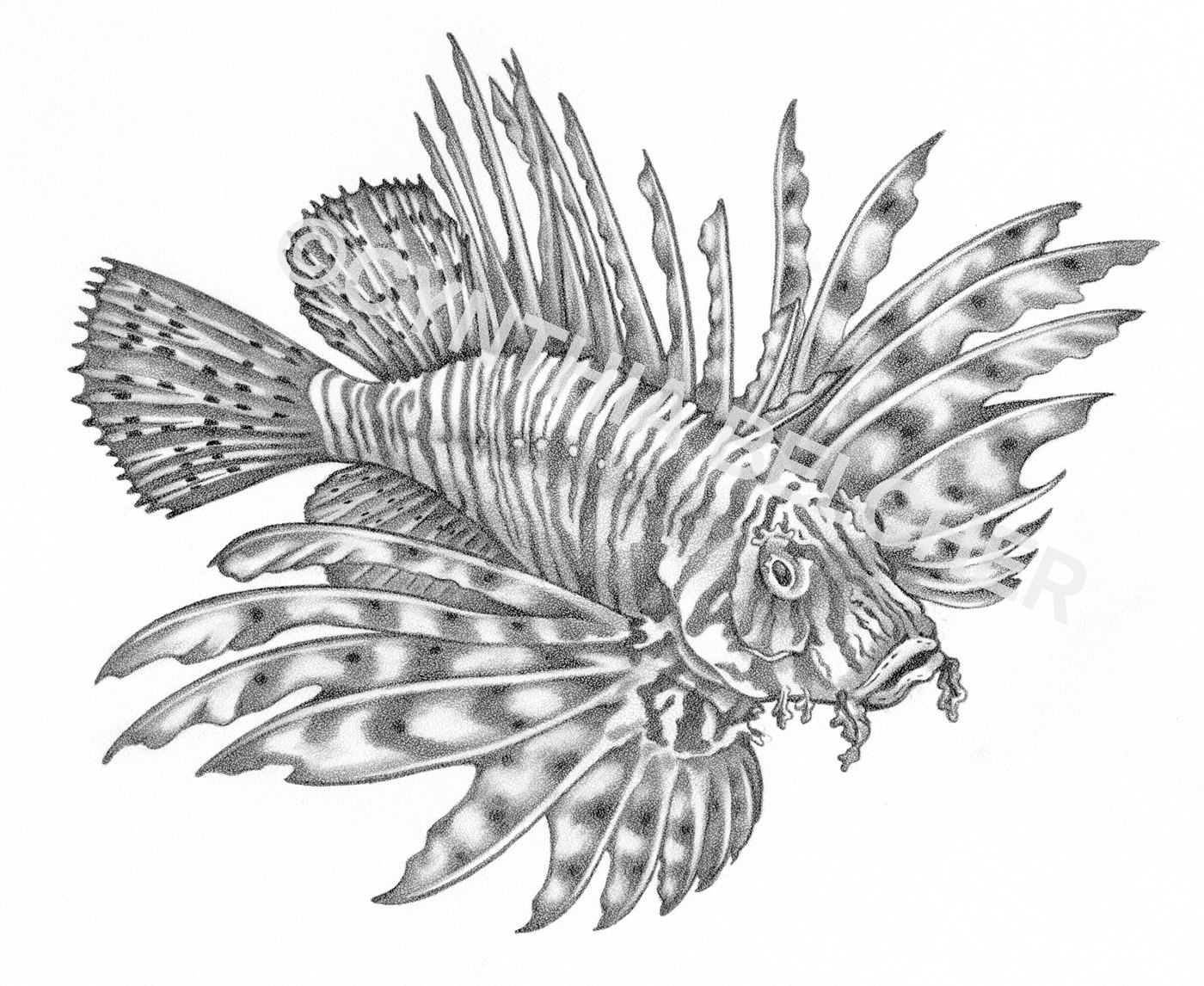 How To Draw A Lionfish Step By Step - Cliparts.co