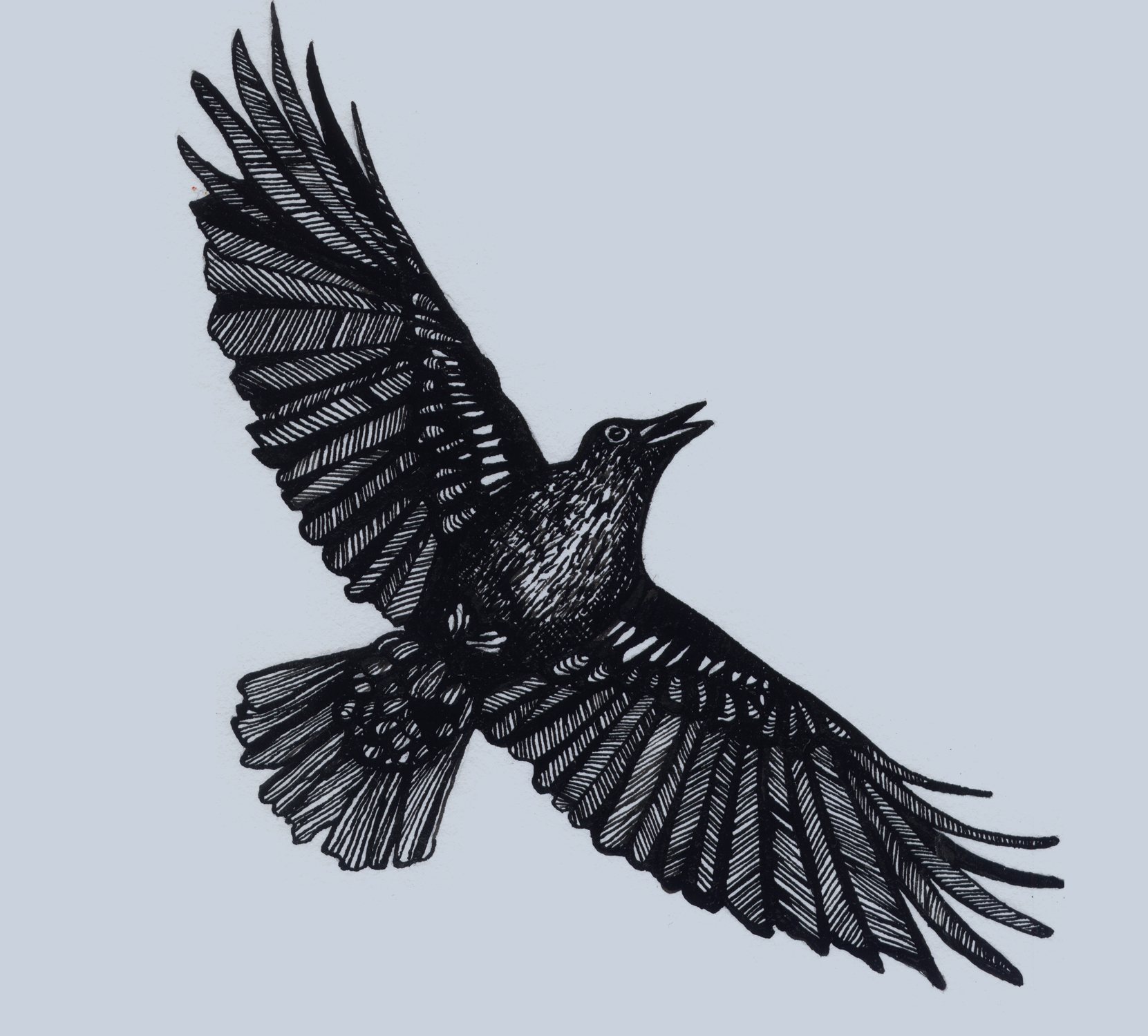 Crow | Alicia Vergel de Dios – Art Director
