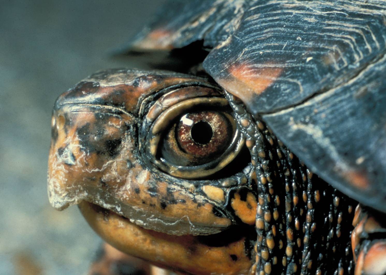 File:Eastern Box Turtle Head.jpg - Wikimedia Commons