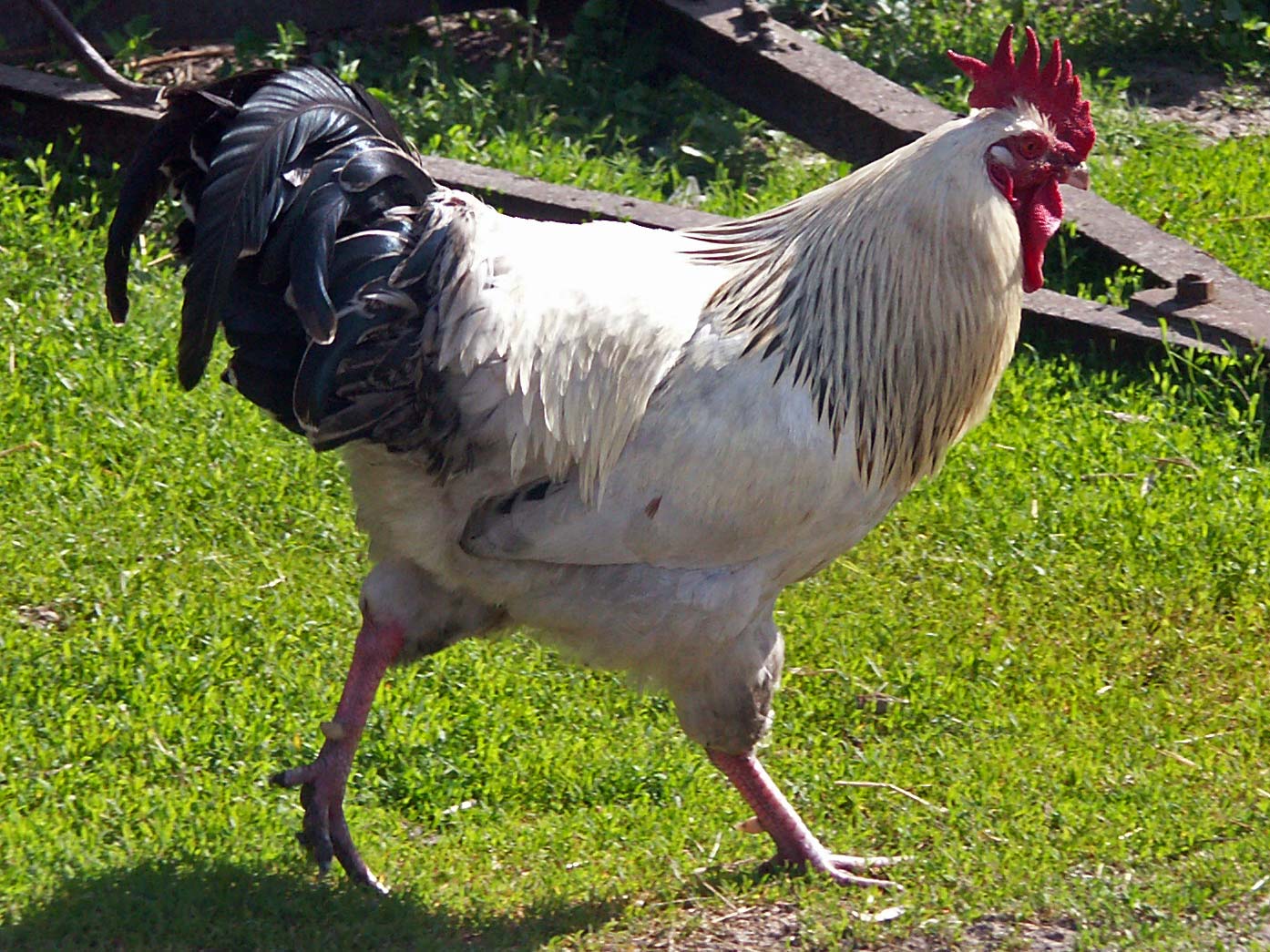 File:Rooster 1 AB.jpg - Wikimedia Commons