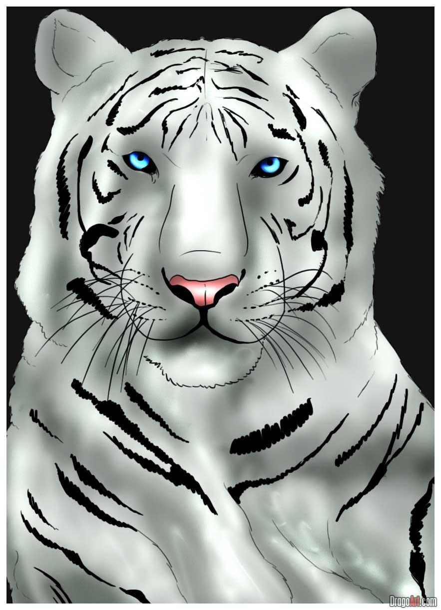 How to Draw a White Tiger, Step by Step, Rainforest animals ...