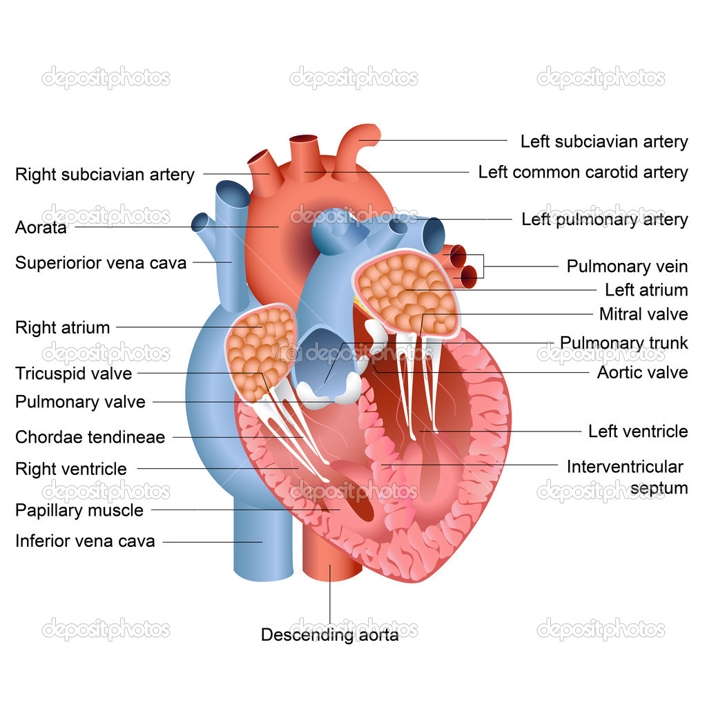 Human Anatomy Heart Location - Health, Medicine and Anatomy ...