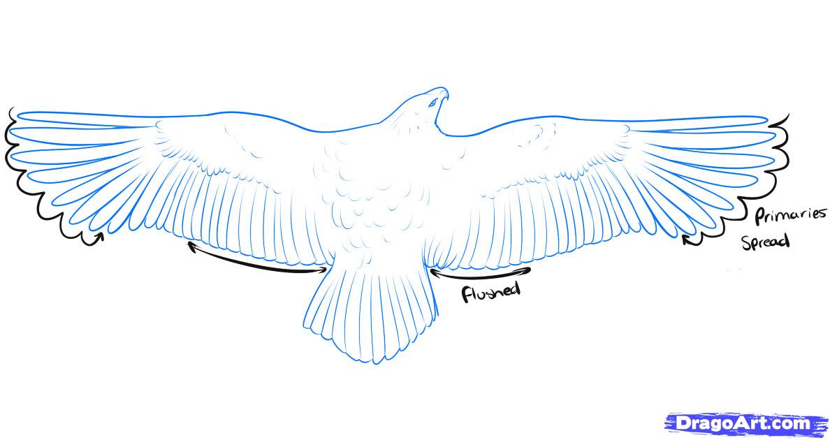 Flying Bird Drawing - Cliparts.co