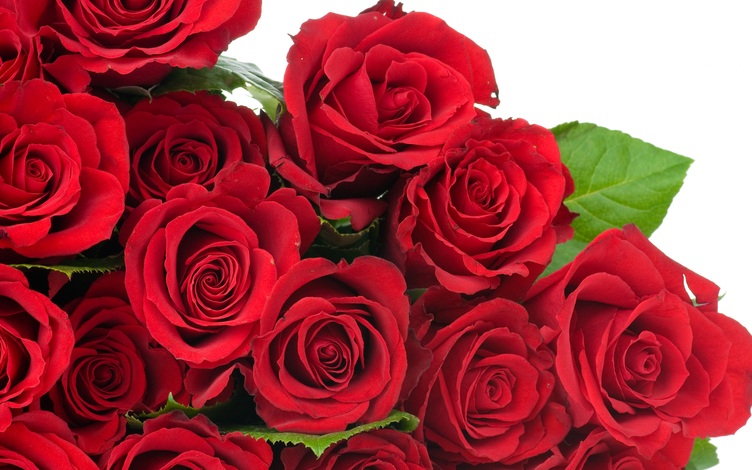 valentines flowers, red or white roses to order |