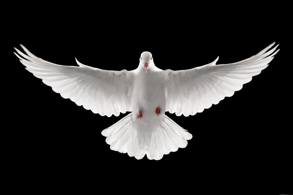 The Holy Spirit is no Naive Powerless Dove – Pentecost Sunday | saints