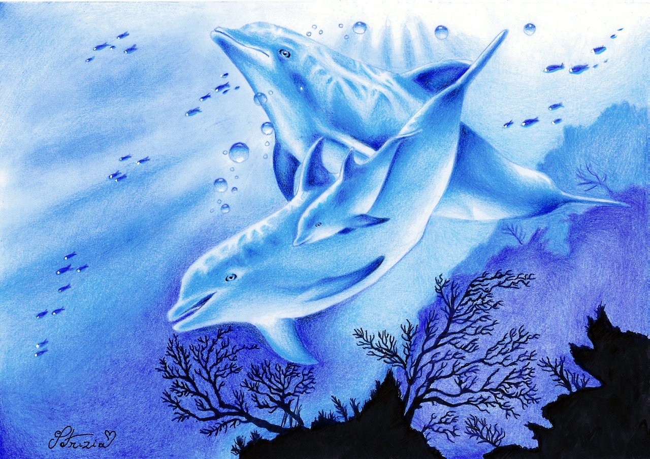 Dolphin Drawing Colored - Cliparts.co